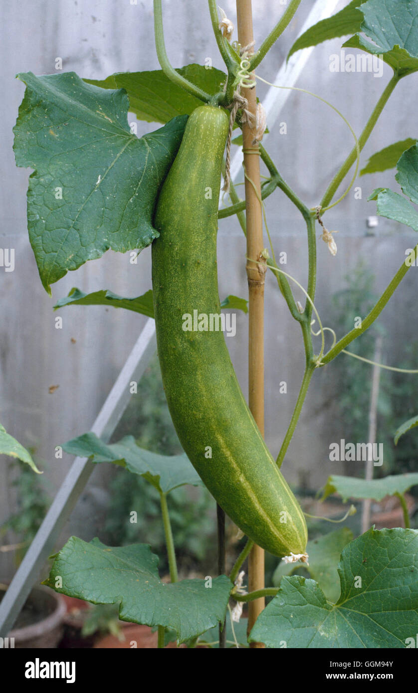 Ridge cucumber hires stock photography and images Alamy
